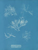 Gelidium corneum var. - Anna Atkins — näkymä teoksesta
