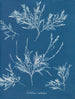Jääkristallit nenän päällä - Anna Atkins — näkymä teoksesta