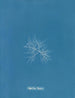 C'est à toi - Anna Atkins — näkymä teoksesta