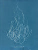 Gigartina acicularis - Anna Atkins — näkymä teoksesta