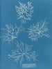 Gigartina acicularis a de beaux fruits - Anna Atkins — näkymä teoksesta