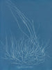 Gigartina confervoides - Anna Atkins — näkymä teoksesta
