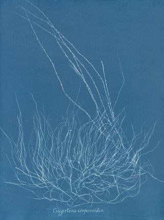 Anna Atkins - Gigartina confervoides.webp