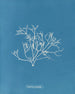 Gigartina pistillata - Anna Atkins — näkymä teoksesta