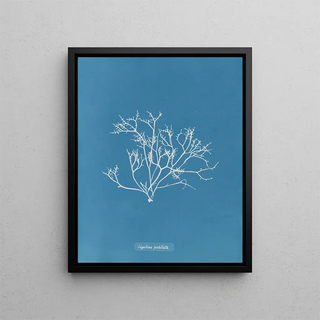 Anna Atkins - Gigartina pistillata.webp