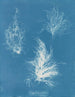 Gigartina taiteltu - Anna Atkins — näkymä teoksesta