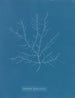 Gigartina purpurascens - Anna Atkins — näkymä teoksesta