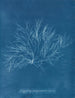 Roosa violetti jättiläinen hedelmässä - Anna Atkins — näkymä teoksesta