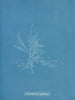 Gloiosiphonia capillaris - Anna Atkins — näkymä teoksesta