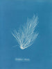 Griffithsia setacea - Anna Atkins — näkymä teoksesta