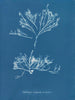 Halidrys siliquosa - Anna Atkins — näkymä teoksesta