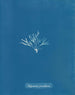Halymenia furcellaria - Anna Atkins — näkymä teoksesta