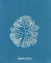 Halymenia furcellata - Anna Atkins — näkymä teoksesta