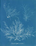 Halymenia ligulata var. dichotome - Anna Atkins — näkymä teoksesta