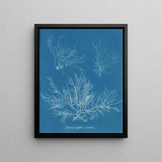 Anna Atkins - Halymenia ligulata var dichotoma.webp