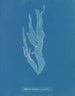 Halymenia ligulata var. ramentacea - Anna Atkins — näkymä teoksesta