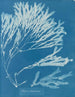 Halyséris polypodioides - Anna Atkins — näkymä teoksesta