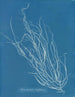 Helminthocladia Griffithsiana - Anna Atkins — näkymä teoksesta