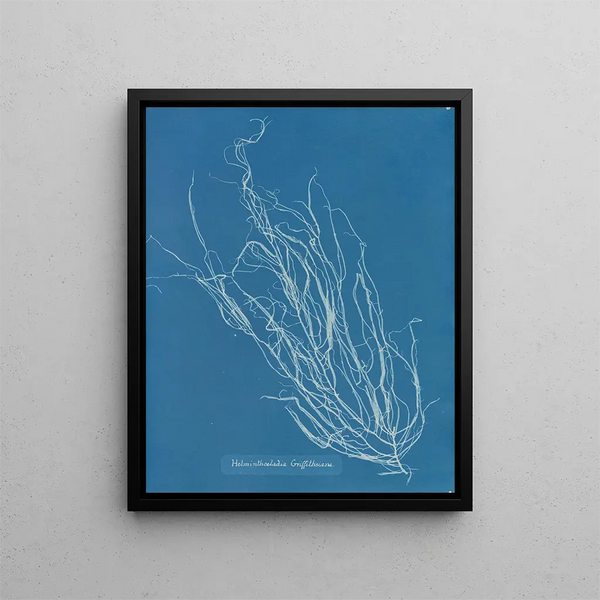 Anna Atkins - Helminthocladia Griffithsiana.webp
