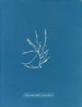Helminthocladia vermicularis - Anna Atkins — näkymä teoksesta