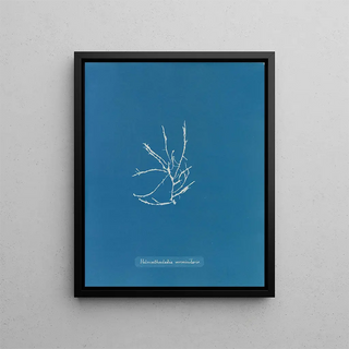 Anna Atkins - Helminthocladia vermicularis.webp
