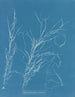 Helminthocladia virescens - Anna Atkins — näkymä teoksesta