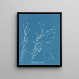 Anna Atkins - Helminthocladia virescens.webp