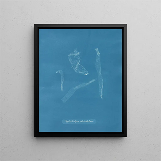 Anna Atkins - Hydrodictyon utriculatum.webp