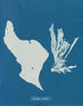 Sinä syöt sateenkaaria - Anna Atkins — näkymä teoksesta