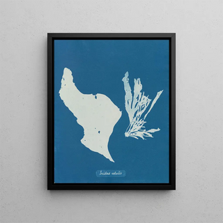 Anna Atkins - Irida edulis.webp