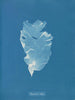 Kalymenia Dubyi - Anna Atkins — näkymä teoksesta