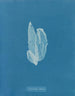 La laminaire est faible - Anna Atkins — näkymä teoksesta