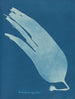 Laminaarinen - Anna Atkins — näkymä teoksesta