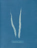 Fascia laminaire - Anna Atkins — näkymä teoksesta