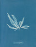 Laminaria phyllitis - Anna Atkins — näkymä teoksesta
