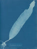Laminaria saccharina - Anna Atkins — näkymä teoksesta