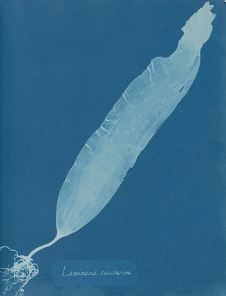 Anna Atkins - Laminaria saccharina.webp