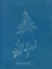 Laurencia dasyphylla - Anna Atkins — näkymä teoksesta