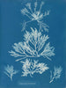 Laurencia pinnatifida - Anna Atkins — näkymä teoksesta