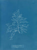 Laurencia pinnatifida en angusta - Anna Atkins — näkymä teoksesta
