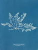 Laurencia pinnatifida var. angusta - Anna Atkins — näkymä teoksesta