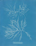 Laurence'n maalaus on erittäin laiha - Anna Atkins — näkymä teoksesta
