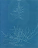 Mesogloia Hudsonii - Anna Atkins — näkymä teoksesta