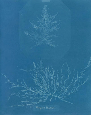 Anna Atkins - Mesogloia Hudsoni.webp