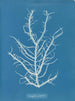 Mesogloia purpurea - Anna Atkins — näkymä teoksesta