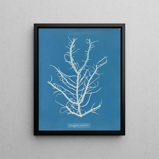 Anna Atkins - Mesogloia purpurea.webp