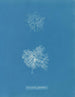 Microcladia glandulosa - Anna Atkins — näkymä teoksesta