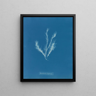 Anna Atkins - Myriotrichia filiformis.webp