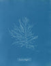 Naccaria Wigghii - Anna Atkins — näkymä teoksesta