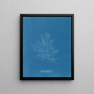 Anna Atkins - Naccaria Wigghii.webp